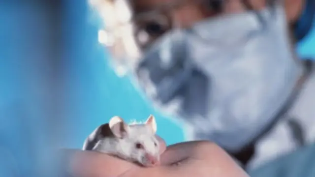 په برتانیا کې هر کال پر درې میلیونو موږکانو درمل ازمویل کېږي.