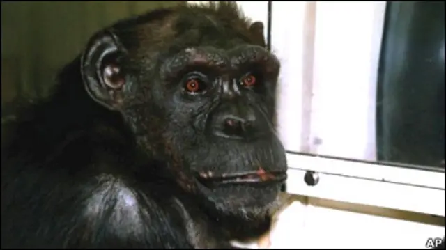 Шимпанзе