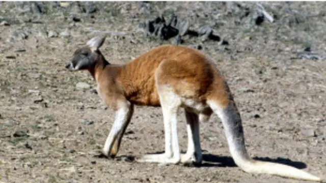 کانگوروی قرمز