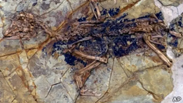 Fóssil de Xiaotingia zhengi, na China. AP