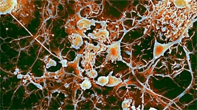 خلايا جذعية