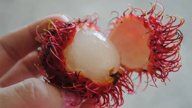 nombres de frutas del caribe