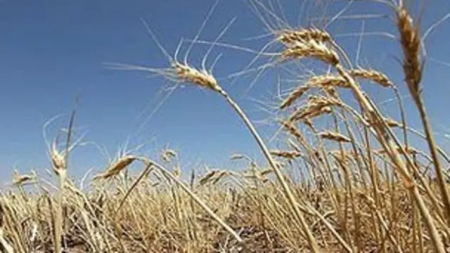 با این که جو معمولا به عنوان خوراک دام مورد استفاده قرار می گرفته است، دامداران اکنون به دلیل ارزانی نسبی گندم، ترجیح می دهند برای خوراک دام خود گندم تهیه کنند