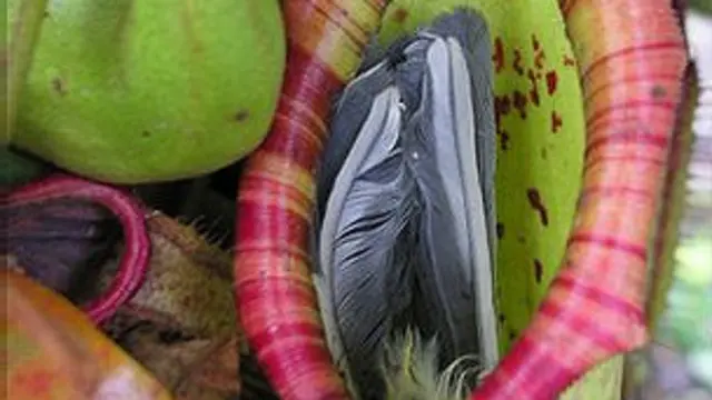 Planta carnívora y alionín