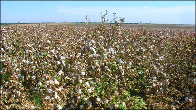 Пахта ўзбек қишлоқ хўжалигидаги асосий маҳсулот бўлиб қолмоқда