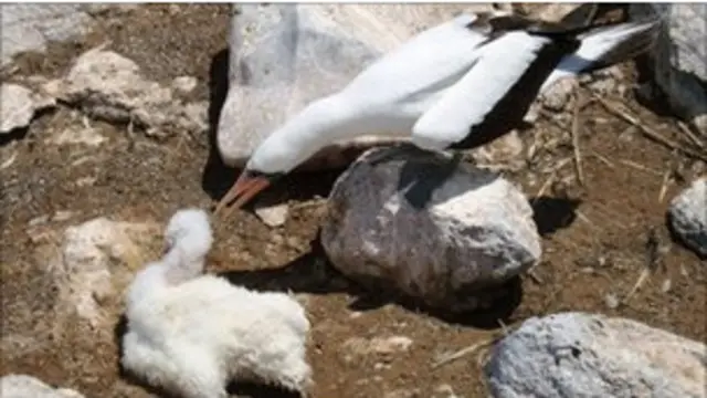 نوک سرخ دریایی