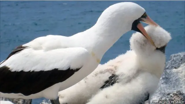 نوک سرخ دریایی