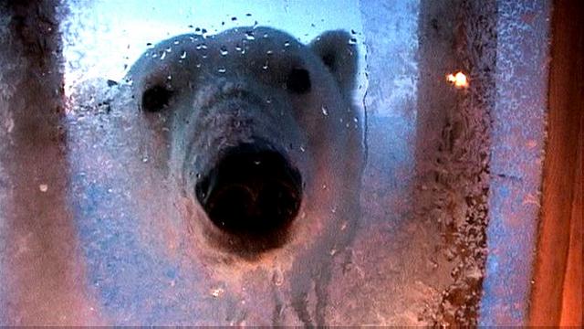 Osos polares en Alaska, 2024