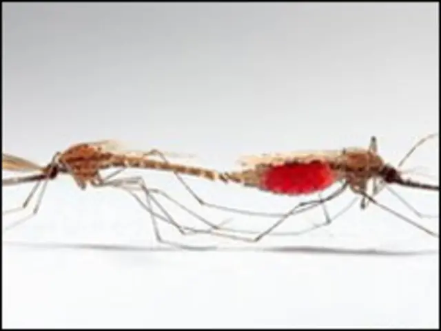 مادہ مچھر اپنی زندگی میں ایک ہی بار جنسی عمل سے گزرتی ہیں