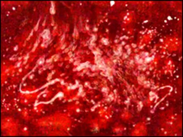 بربادی کی باقیات 