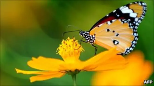 Mariposa en flor