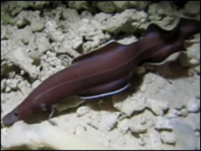 مچھلی اس وقت وجود میں آئی جب دینا پر ديناصور اپنا راج شروع کرنے کو تھے