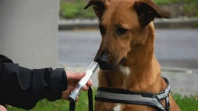 Perros entrenados fueron capaces de señalar el cáncer de pulmón en un 71% de los pacientes.