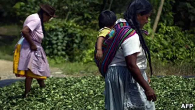 Plantación de coca
