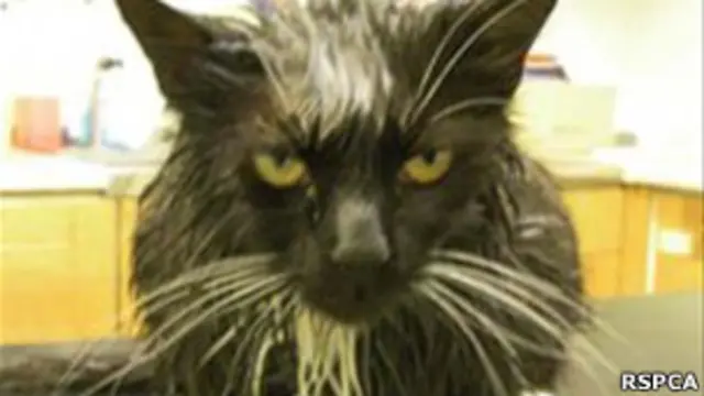 被虐待的寵物貓