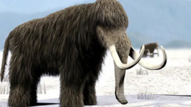 Mamut yang berbulu tebal itu diduga punah saat zaman es berakhir.