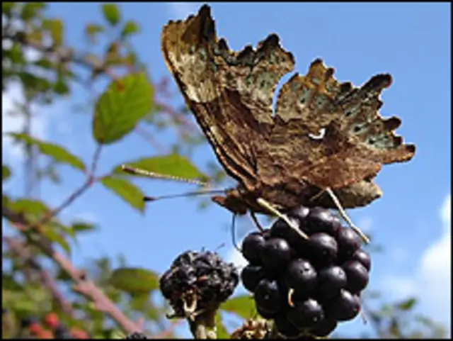 ’برٹش کوما‘ نامی تتلی