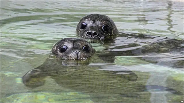 Тюленята в зоопарку 