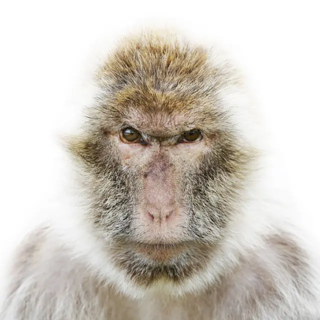 Macaco de Gibraltar. (Foto: Morten Koldby / www.koldby.com) 
