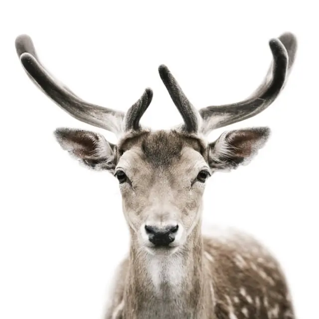 Ciervo macho. (Foto: Morten Koldby / www.koldby.com) 