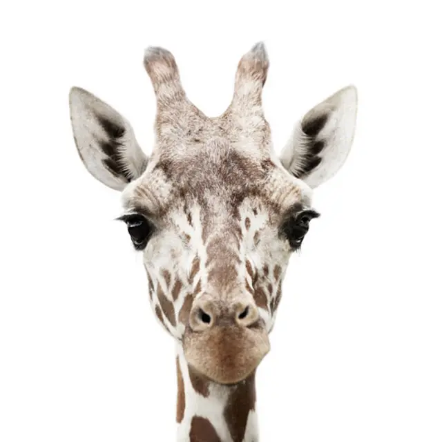 Jirafa. (Foto: Morten Koldby / www.koldby.com) 