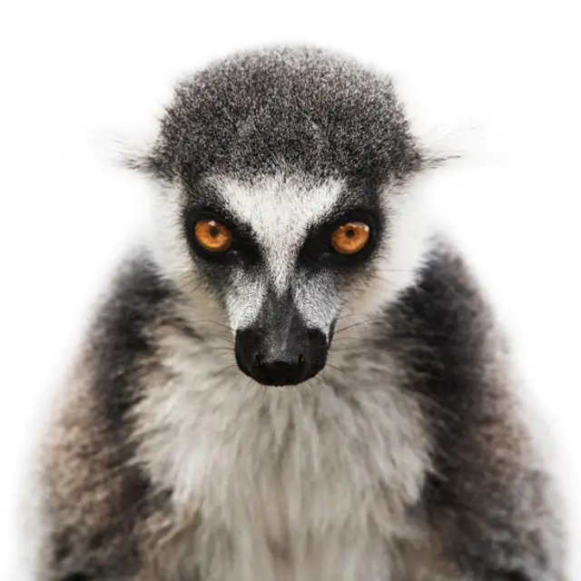 Lémur. (Foto: Morten Koldby / www.koldby.com) 