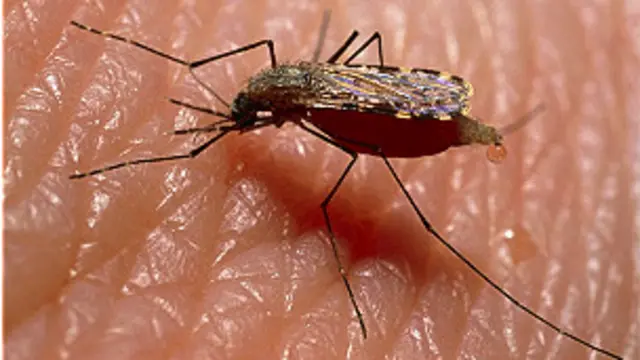 मलेरिया