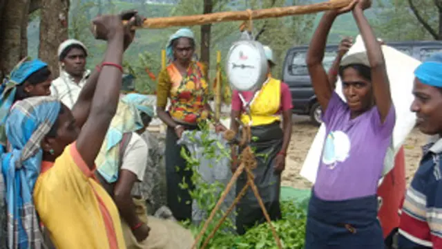 Sri Lanka plantation workers (file photo)