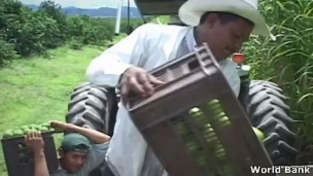 Cultivo de frutas en América Latina