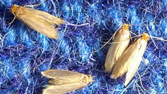 Polillas D&P Entomology