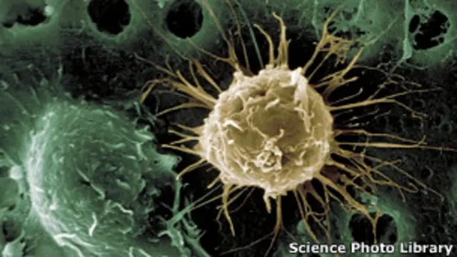 стволовые клетки