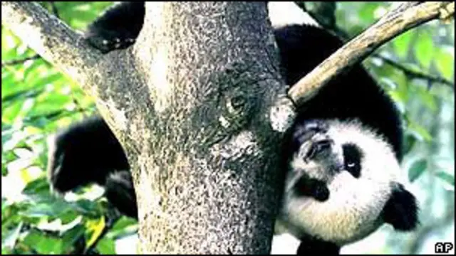 Oso panda en la Reserva de Wolong, en la provincia de Sichuan, China