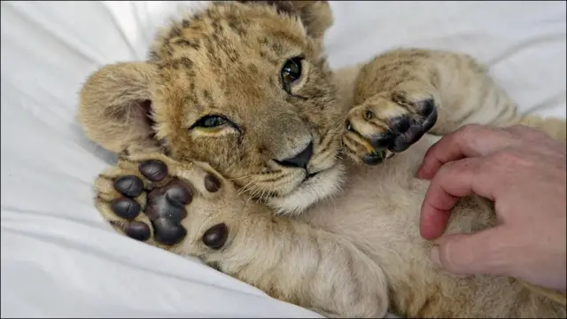 Мана бу бербер шеърлар 1940-йилларда ёввойи табиатдан буткул йўқолганлар. Оврўпо бўйлаб қатор ҳайвонот боғлари, жумладан Белфаст ҳайвонот боғи уларни кўпайтиришга уринмоқда. Охирги бербер шеърлар 1970-йилларгача Марокаш султони саройида сақланганлар. 