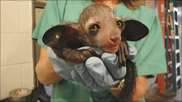 Мадагаскарнинг ғайриоддий ай айлари ҳам йўқолиб кетиш хавфи остида. Уларнинг сони одатда суст равишда ўсади, чунки она ай ай фарзандини бир ёшигача ўстиради, шундай экан ҳар икки ё уч йилда фарзанд кўра олади, холос.
