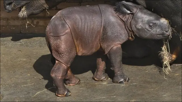 Випснейд ҳайвонот боғида ноёб ҳинд каркидонларини асраб қолишга уринаяптилар. Она каркидоннинг ҳомиладорлиги 16 ой давом этади ва унинг чақалоғи 90 килограммга тенг бўлиши мумкин.
