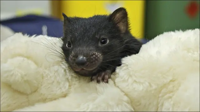 Жаҳондаги энг йирик гўшт ейдиган қопчиқли ҳайвон саналмиш Тасмания деви 1990-йилларда Австралияда тарқалган юз ўсимтаси касаллиги туфайли деярли йўқолиб кетди. Олимлар ёш Тасмания девларини касалликдан ҳимоя қилишга ҳаракат қилишмоқда.
