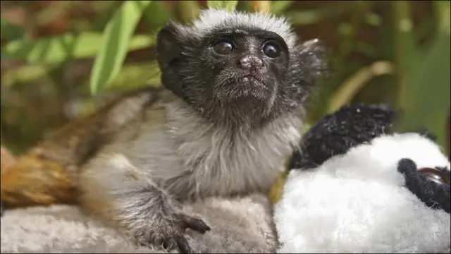 Амазон ўрмонларида энг кўп хавф остида бўлган тамаринлар Британиянинг Жерзи оролида ўстирилмоқда. Ҳайвонот боғи ходимлари бу маймунларни қўлдан овқатлантиришади ва ҳатто уйларига олиб кетишади.