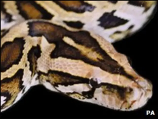 مادہ سانپ کی جانوروں کے طبی مرکز میں سرجری کی گئی اور اس کی متعدد پسلیاں ضائع ہو گئی ہیں