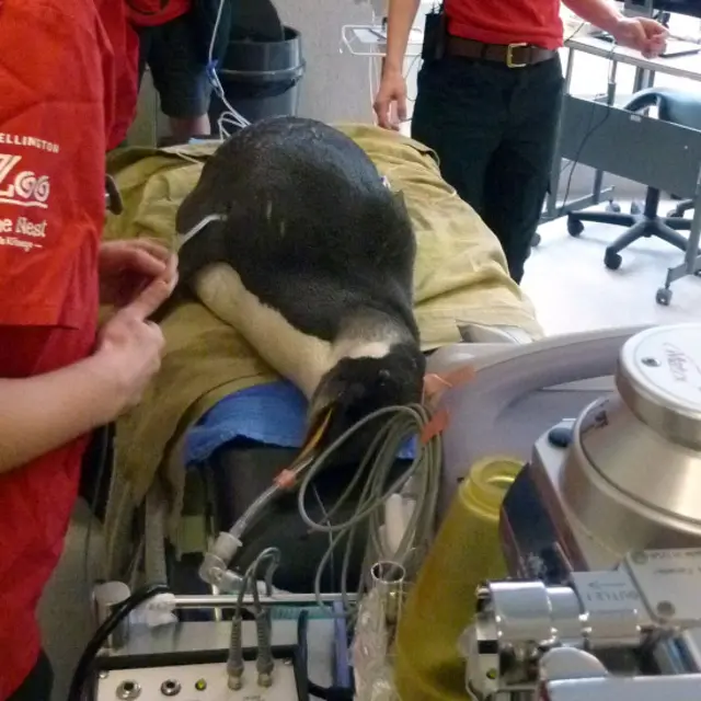 Happy Feet mendapat perawatan