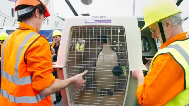 Happy Feet dibawa ke dalam kapal