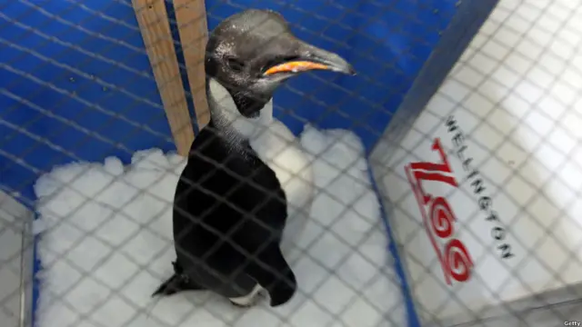 Happy Feet di kandangnya