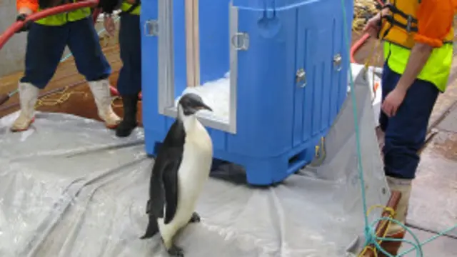 penguin happy feet