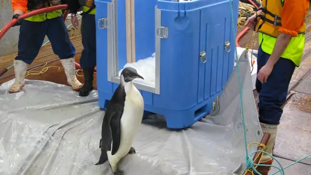 Happy Feet ke luar dari kandang