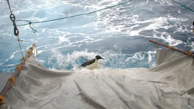 Happy Feet mencebur ke laut