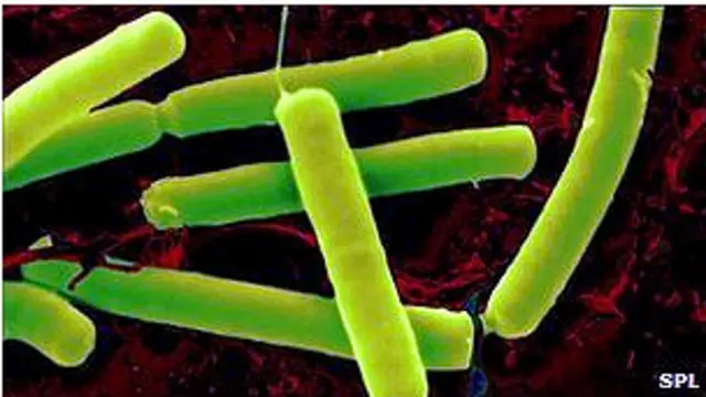 بكتيريا ضد السرطان