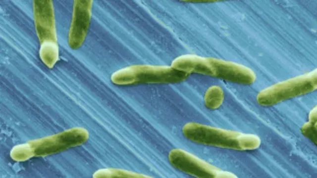 Clostridium difficile