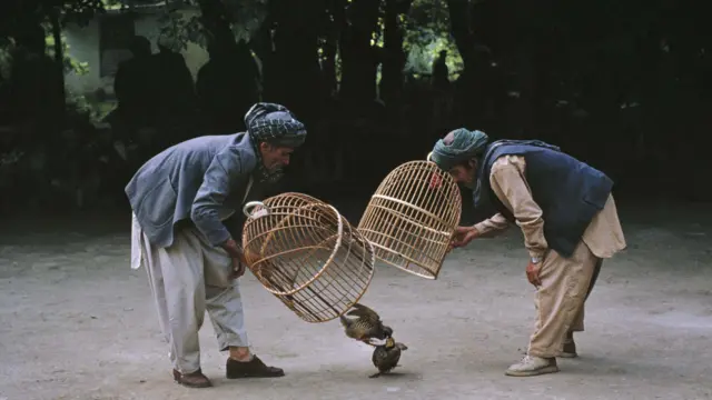 در این نمایشگاه که با همکاری سفارت امریکا در این کشور برگزار شده، شصت قطعه از عکس‌های استیو مک کوری به نمایش گذاشته شده که بیشتر، چهره های مردم افغانستان و زندگی آنان را به نمایش می گذارد.