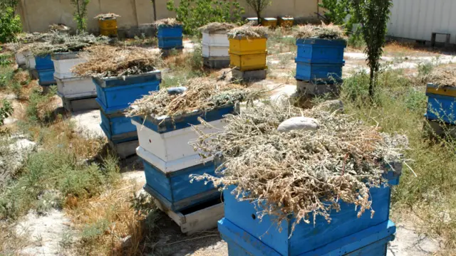 فرید کوهستانی، مسئول حمایت از زنبورداری گفته که افغانستان پیش از جنگ، به دلیل مناسب بودن آب و هوا در این کشور، سالانه چهار تا پنج تن عسل تولید می‌کرد.