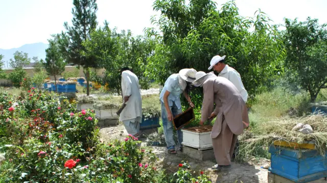 به گفته آقای کوهستانی، در گذشته افغانستان به خاورمیانه، ایران و روسیه عسل صادر می‌کرد، اما حالا نه تنها که صادرات عسل متوقف شده، بلکه بازارهای افغانستان پر از عسلهای خارجی شده است.