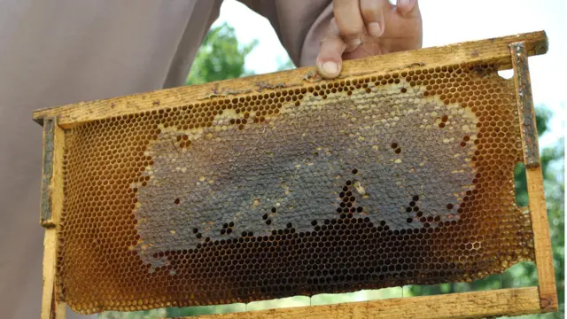 آقای کوهستانی می‌گوید که تغذیه زنبورهای عسل از گلهای خوب بر کیفیت عسل اثر دارد، اما خشکسالی باعث شده که زنبورها گلهای خوب کمتر گیر بیاورند.